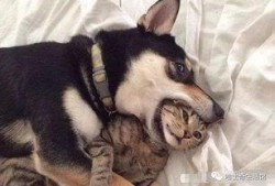 徒弟爆料狗磊视频大全,徒弟爆料背后的精彩瞬间