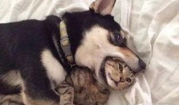 徒弟爆料狗磊视频大全,徒弟爆料背后的精彩瞬间