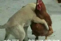 福清鸡哥爆料事件视频最新,揭秘事件背后真相