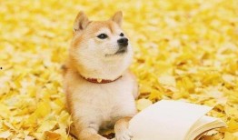 徒弟爆料狗磊视频大全,徒弟爆料背后的精彩瞬间