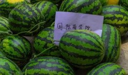 吃瓜网站有哪些免费,免费吃瓜网站大盘点，畅享娱乐资讯无压力