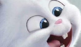 龙宝宝最新爆料视频大全,揭秘幕后真相与精彩瞬间