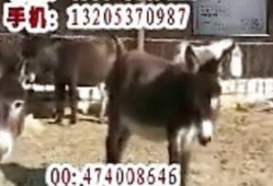 沈猛爆料老驴视频播放,老驴视频播放背后的惊人真相