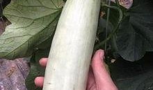 吃网红的瓜文案,一场吃瓜群众的狂欢盛宴