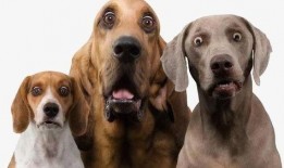 徒弟爆料狗磊视频大全,徒弟爆料背后的精彩瞬间